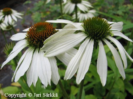 Echinacea purpurea 'Alba'